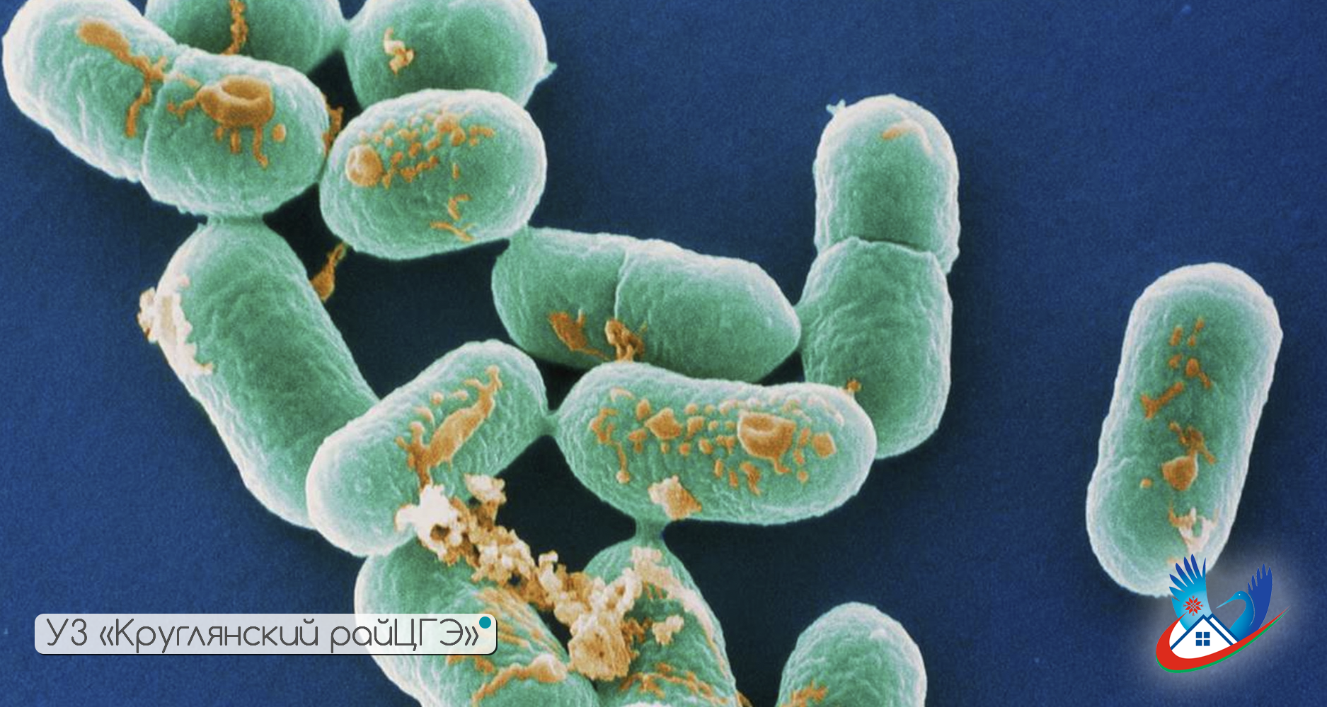 Листериоз. Меры профилактики.